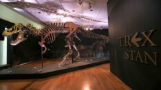 67 milyon yıllık T-Rex fosili rekor fiyata satıldı