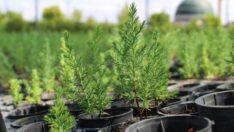 8 şehirde 12 milyon fidan toprakla buluşacak