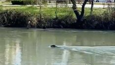 Akdeniz foku, Manavgat Irmağı’nı mesken tuttu