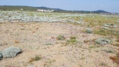 Ayvalık’ta endemik bitki türü keşfedildi