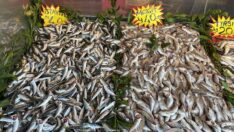 Balık fiyatlarını fırtınadan sonra av yasağı vuracak