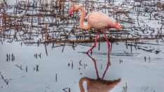Beyşehir Gölü’ne kuş akını