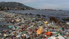 Bilim insanları açıkladı: Plastik kirliliğine çözüm doğada