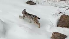 Bingöl’de görüldü, ‘zarar vermeyin’ uyarısı yapıldı