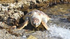 Bodrum’da ölü caretta caretta bulundu