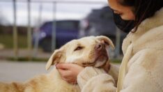 Bonibon, tedavi olduğu barınağa geri döndü
