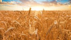 Buğday ithalatına 20 yılda 20 milyar dolar