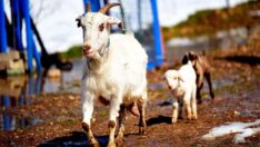 ‘Damla’ keçiden sevdiren haber