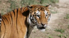 Doğal Yaşam Parkı’nın 24 sakininin yeni evi Antalya