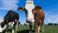 Et ve sütte büyük sıkıntı kapıda