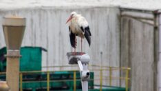 Filistin’den yola çıkan ‘Leylek Jonas’ İstanbul’da