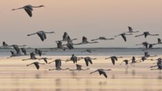 Flamingolar Tuz Gölü’ndeki evlerine gitmeye başladı