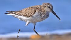 Göç yolunda üç kuşa insan darbesi! Kimi zehirlendi, kimi tüfekle vuruldu…