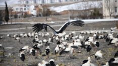 Göç yolundaki leyleklere Konya’da kar sürprizi