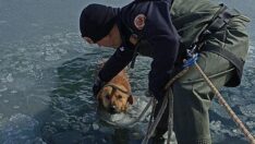 Gölette donmak üzere olan köpek kurtarıldı