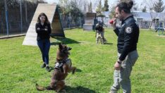 ‘Hassas burun köpekler’ uyuşturucuyu değil, topunu arıyor