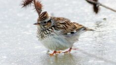 Hersek Lagünü’nde kuş türü sayısı 240’a yükseldi