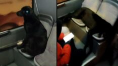 İETT otobüsünde hem ısındı hem de yolculuk yaptı: ‘İndirmeye kıyamadım’