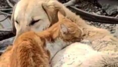 İki kedi ve bir köpeğin yürek ısıtan dostluğu