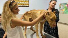 Jay Jay, yol arkadaşını buldu