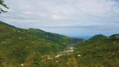 Kadıralak Yaylası’nın mavi yıldız çiçekleri