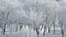 Kars eksi 13’ü gördü, ağaçlar kırağı tuttu