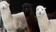 Kimi kalın postu, kimi tüyleriyle yağan karın keyfini çıkarıyor