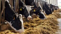 Kırmızı ette kriz: Çiftçinin yüzde 20’si üretimden koptu