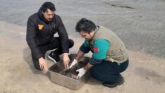 Kıyıya vuran yeşil deniz kaplumbağası kurtarıldı