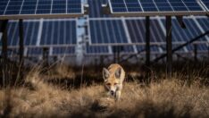 ‘Kömür maden sahalarına güneş paneli 6,9 milyon haneye elektrik ihtiyacını karşılar’