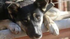 Köpeklerdeki bu belirtiler depresyon işareti olabilir