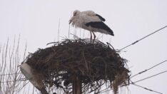 Leylekler erken gittikleri Muş’ta kar sürpriziyle karşılaştı