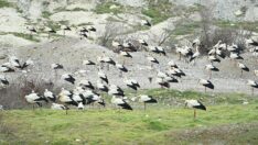 Leylekler için acil iniş pisti yapıldı