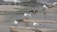Martılar Van Gölü’ne bu yıl erken gitti