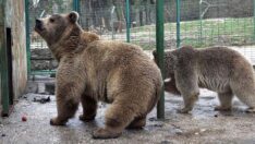 ‘Mişa’, ‘Maşa’ ve ‘Korkusuz’ Ovakorusu’nda yaşayacak