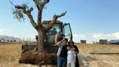 Odun yapılmak istenen yaşlı zeytin ağaçlarına ‘can’ oluyorlar