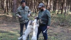 Özel eğitimli köpeklerle ‘kralların yiyeceğini’ topluyorlar