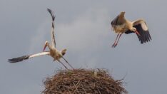 Prof. Dr. Kılıç: Soğuğa dayanamazlarsa tabiattan silinecekler!