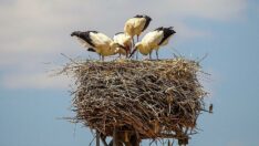 Prof. Dr. Kılıç: Ukrayna’daki savaştan en az 30 bin çift leylek etkilenecek