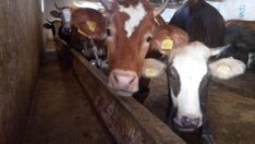 Rusya-Ukrayna savaşı besicileri vurdu… Yeni kriz kapıda