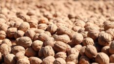 Sağlığınız için günde bir avuç ceviz tüketin