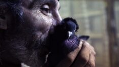 Sahibinin ömrünü uzatan güvercin