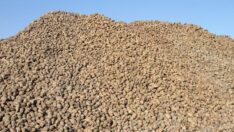 Şeker kotaları belli oldu