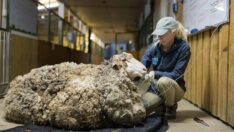 Tam 40 kilo yün çıktı: Son hali görenleri şaşırttı