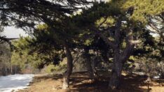 Tarım ve Orman Bakanlığı personel alımı ne zaman? Tarım ve Orman Bakanlığı 1883 personel alıyor