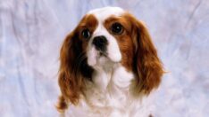 Terapi köpekleri ağrı ve depresyonu %50 oranında azaltabiliyor