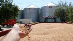 TMO mısır alımına başladı