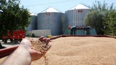 TMO’dan 300 bin tonluk mısır ithalatı