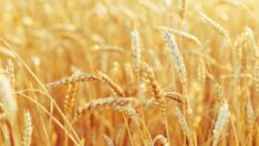 TMO’nun ithalat faturası kabardı