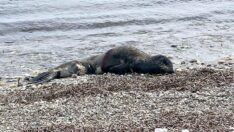 Tüfekle vurulan Akdeniz foku kurtarılamadı